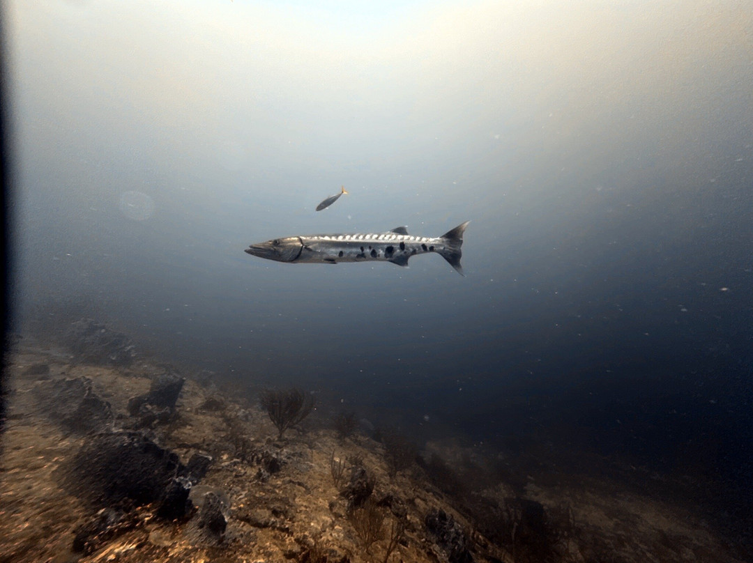 Wild Turtle Scuba Tobago Ltd.-Bon Accord必去景点