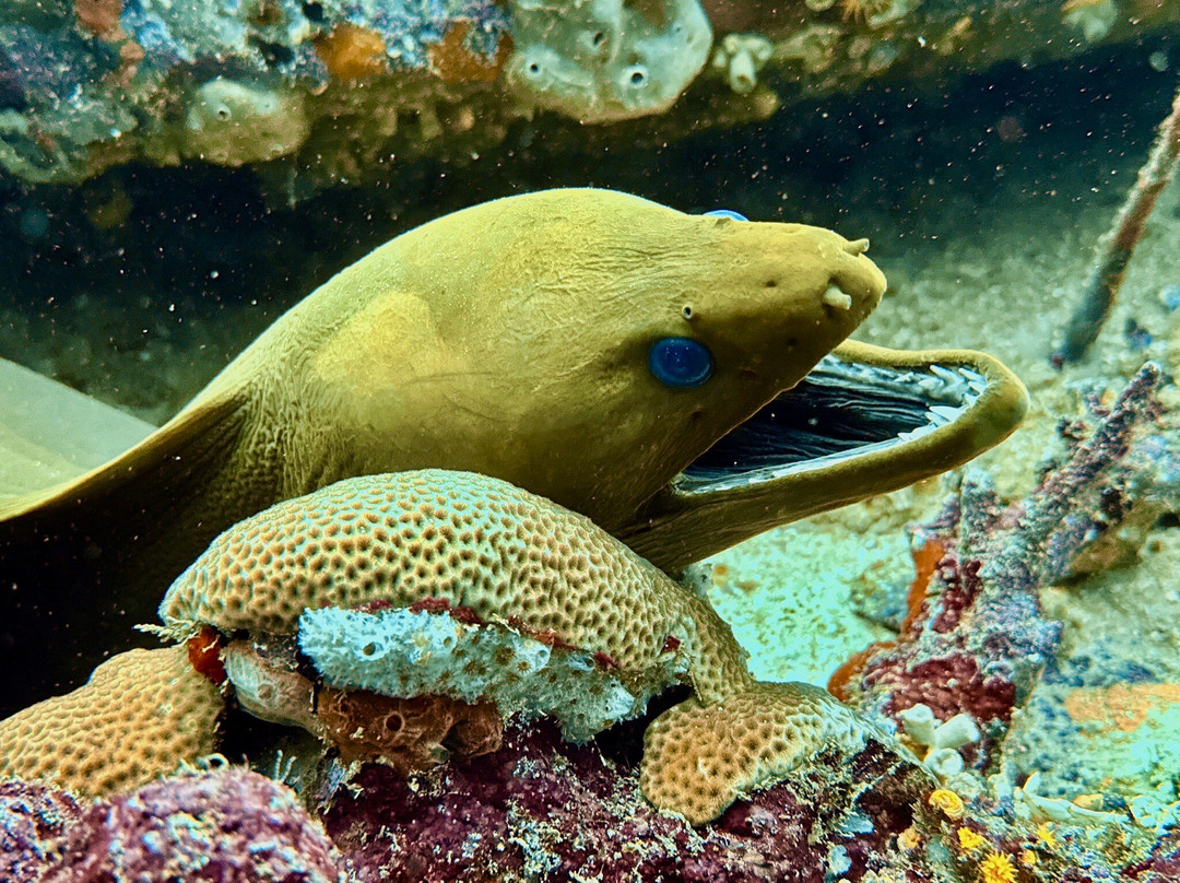 Wild Turtle Scuba Tobago Ltd.-Bon Accord必去景点