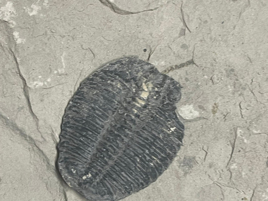 U-Dig Fossils-犹他州必去景点