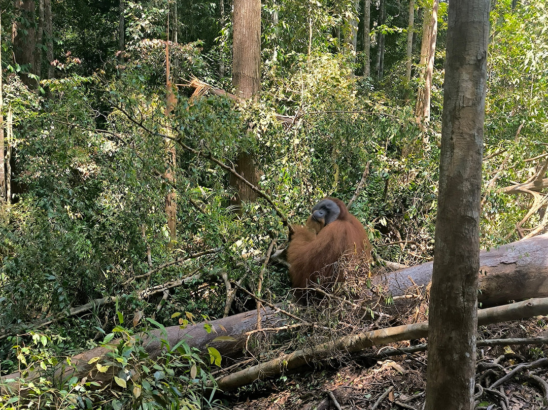 Trekking Orangutan Sumatra-武吉拉旺必去景点