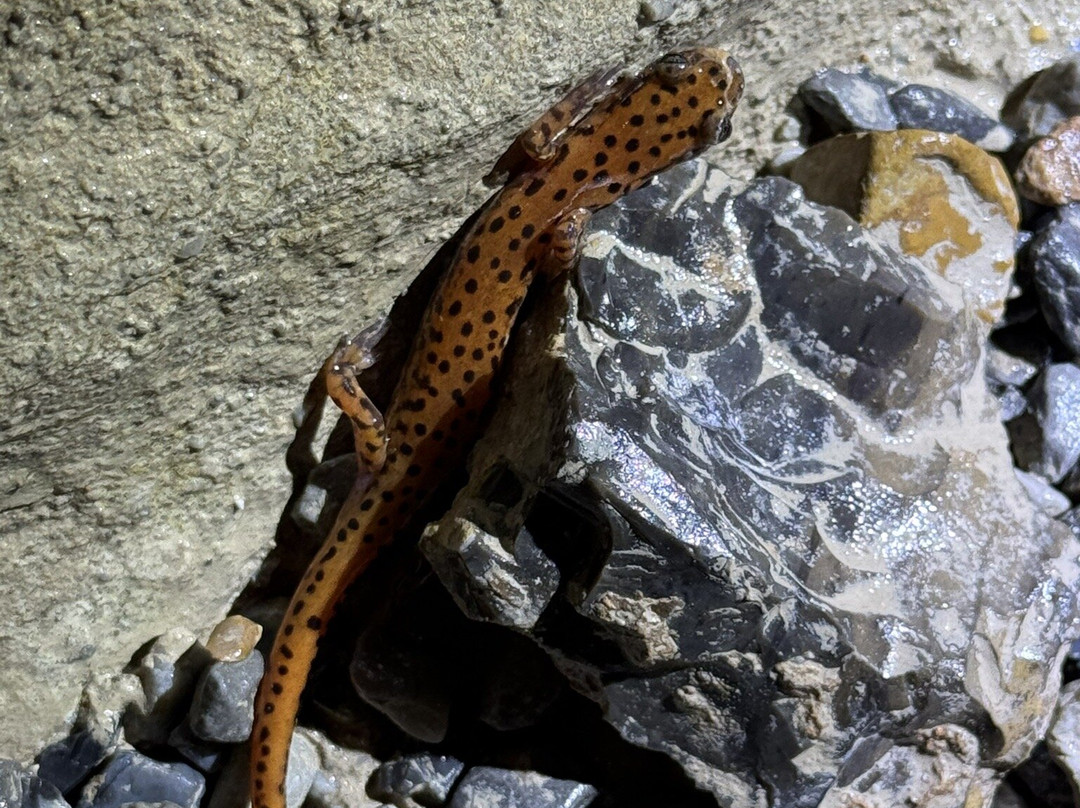 Bluff Dwellers Cave-Noel必去景点