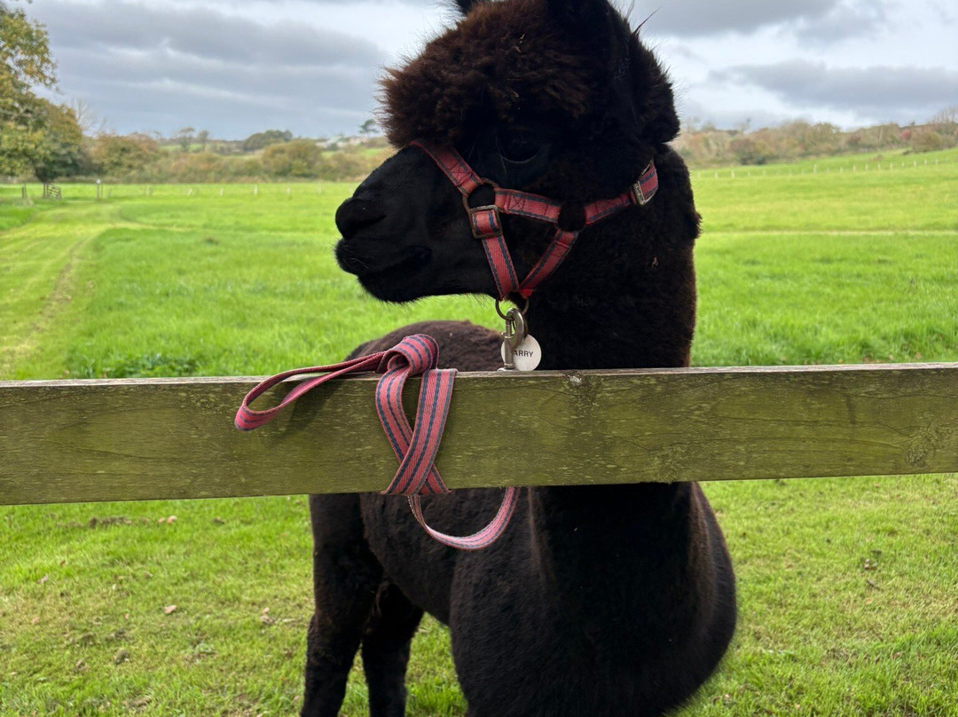 Pembrokeshire Alpaca Trekking-腾比必去景点