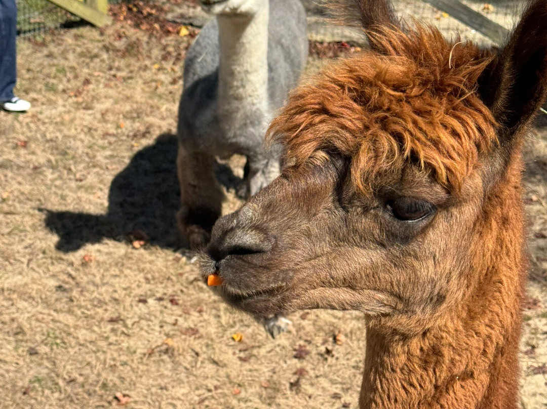 Jersey Shore Alpacas-开普梅必去景点