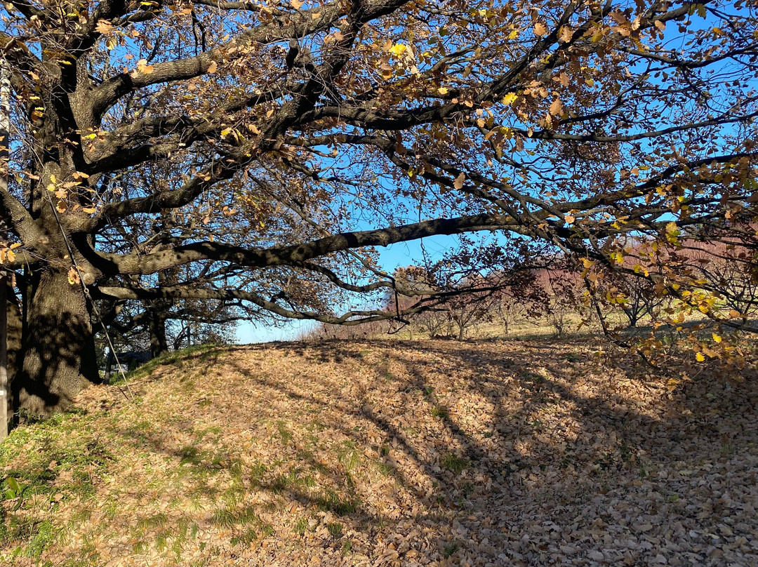 Via delle Querce