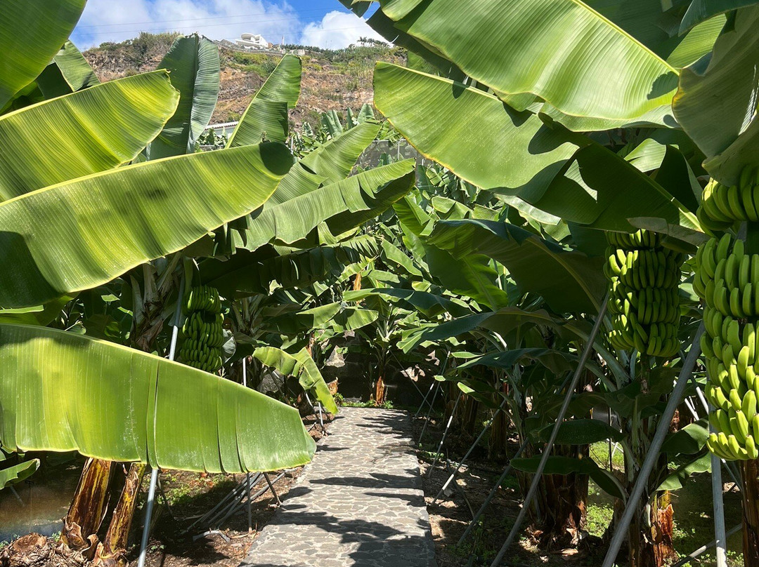 BAM - Centro Da Banana Da Madeira-Ponta Do Sol必去景点