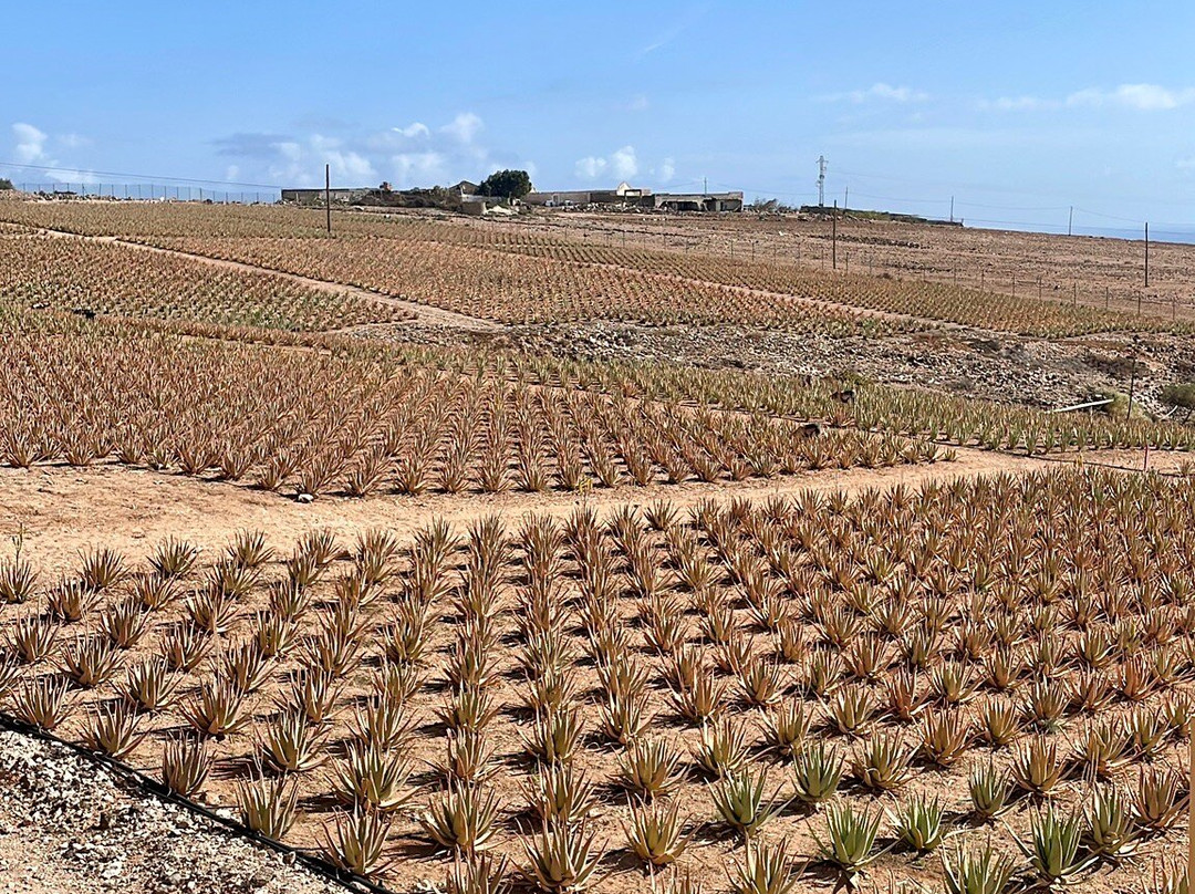 Finca Canarias Aloe Vera-特尔德必去景点