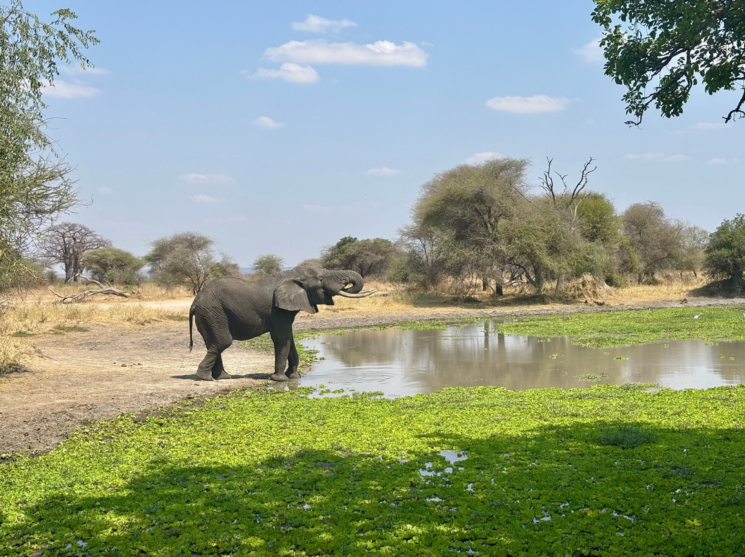 易捷旅游-一日游-阿鲁沙必去景点