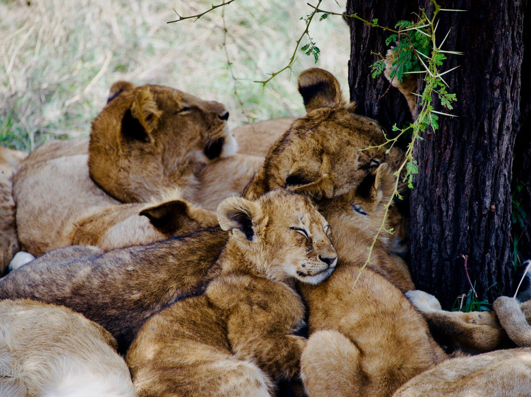 Earthlife Expeditions-阿鲁沙必去景点