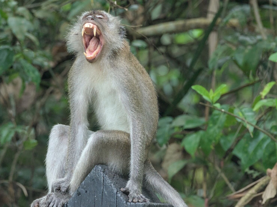 Pulau Ubin Nature and Kampong Walk-乌敏岛必去景点