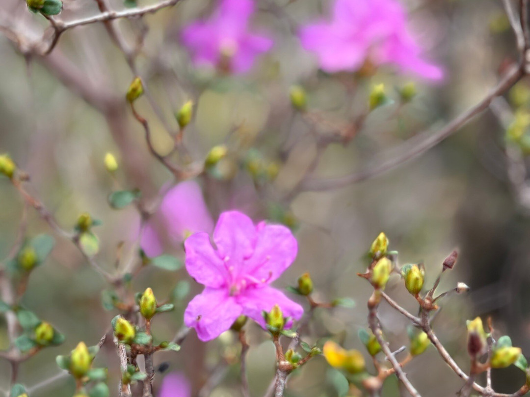Mount Karakuni-虾野市必去景点