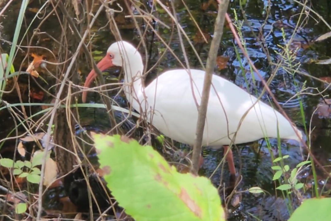 Six Mile Cypress Slough Preserve-迈尔斯堡必去景点