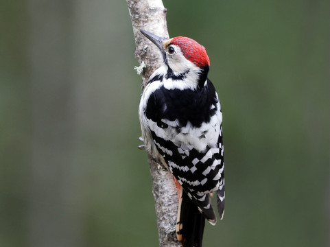 Wildlife Dreams-雾观必去景点