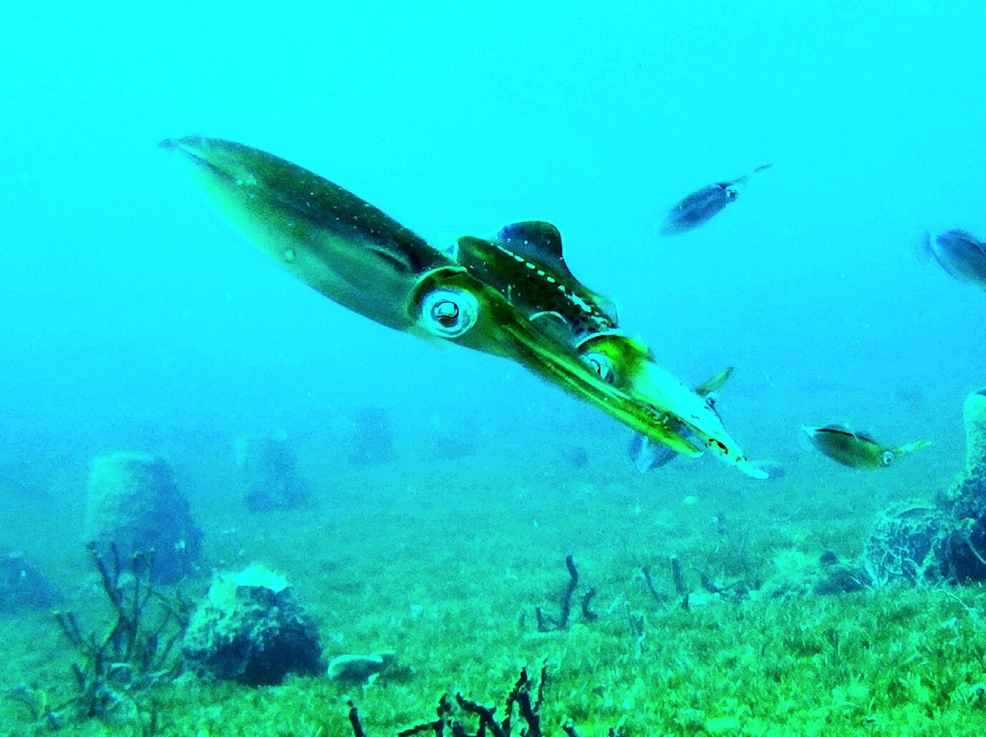 Scubaqua Dive Center-圣尤斯泰希厄斯岛必去景点