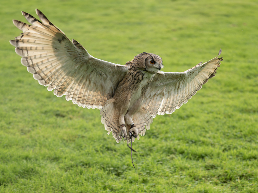 The British Bird of Prey Centre-喀麦登必去景点