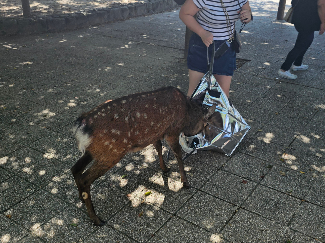Miyajima Sambashimae Park-Itsukushima必去景点