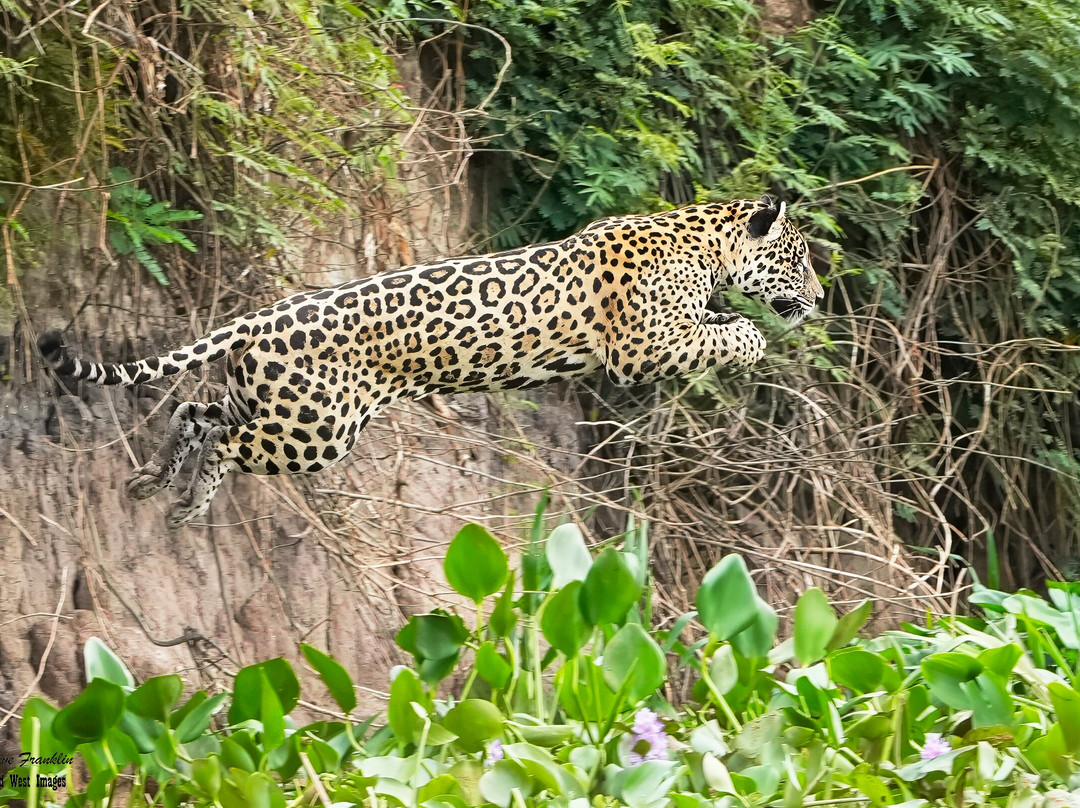 Journey With Jaguars-Porto Jofre必去景点