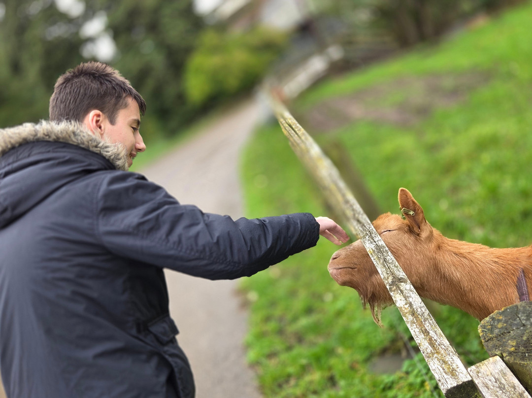 Dove Farm