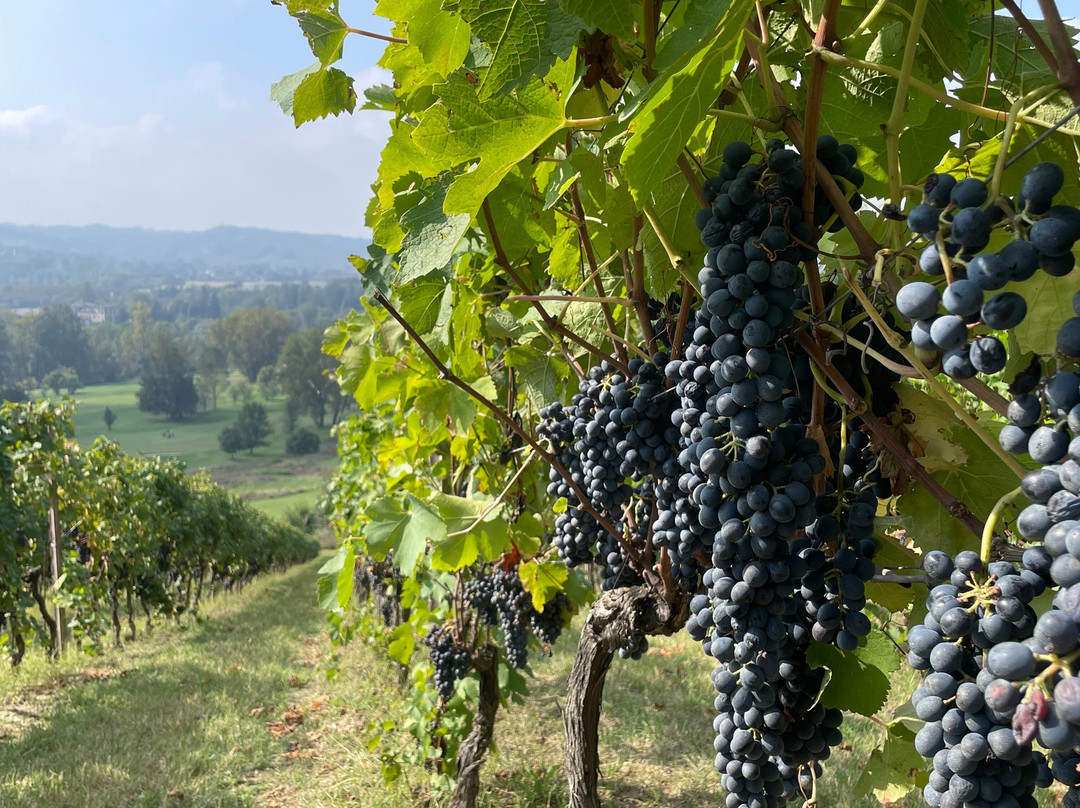 Sassaia Winery-Capriata d'Orba必去景点