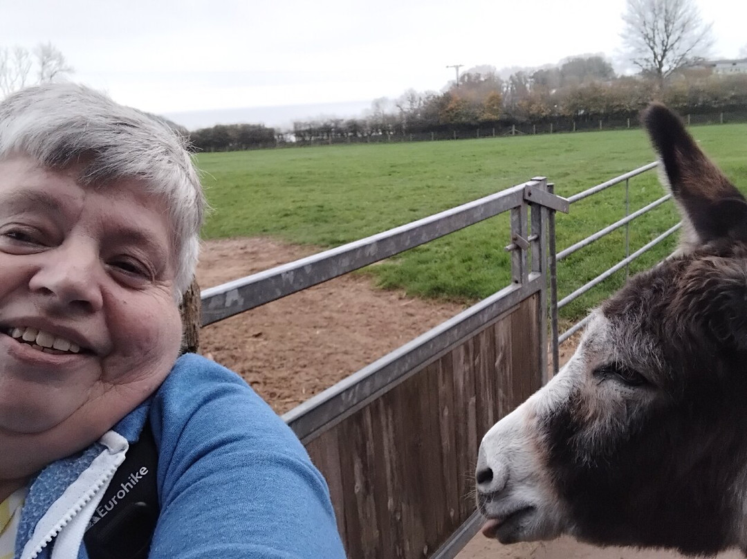 The Donkey Sanctuary-西德茅斯必去景点