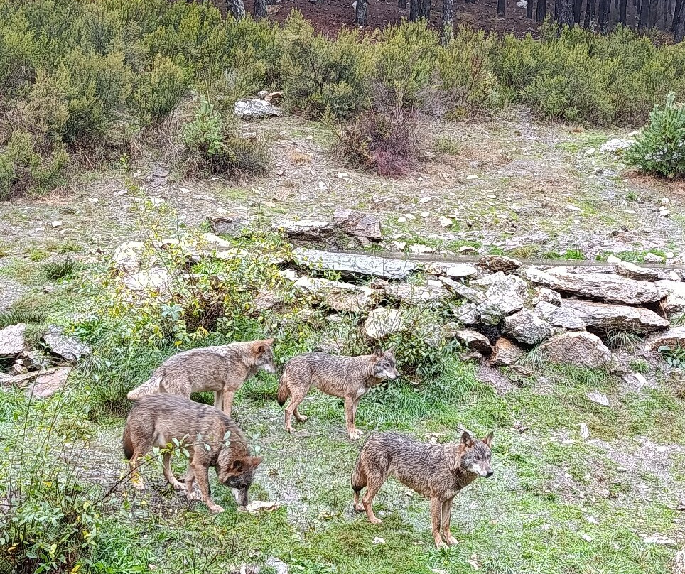 Centro del Lobo Iberico-Puebla de Sanabria必去景点