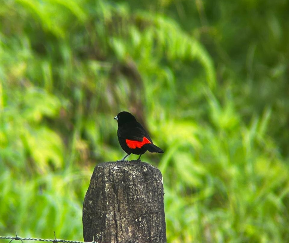 Arenal Nature Tours-Muelle必去景点