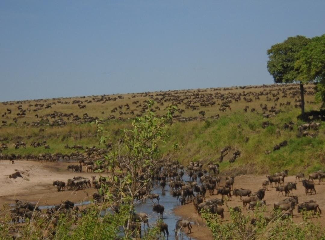 Natural World Kenya Safaris-Masai Mara-Mara North Conservancy必去景点