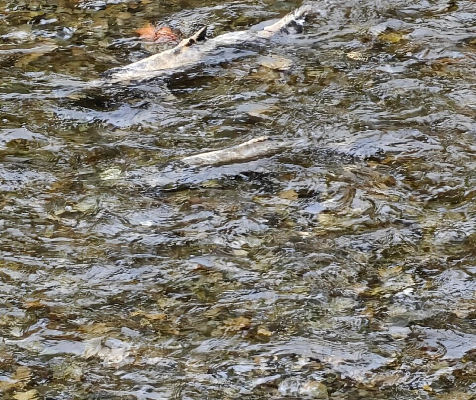 Goldstream Provincial Park-兰福德必去景点