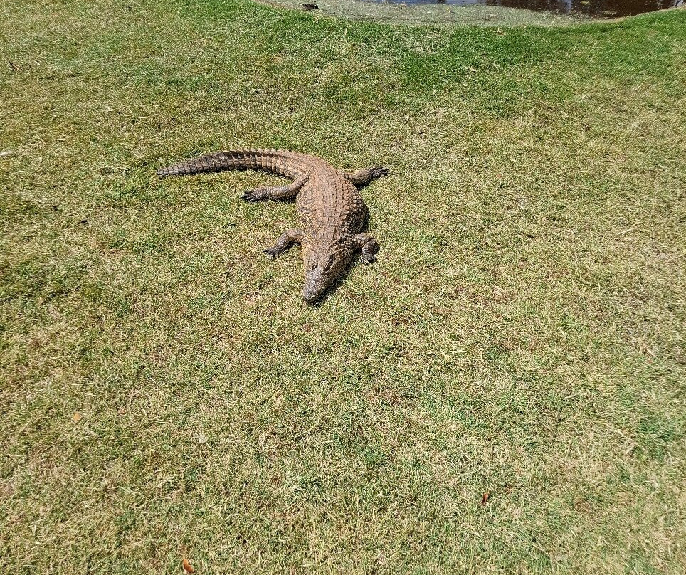 Cape Town Ostrich Ranch-开普敦中心区必去景点