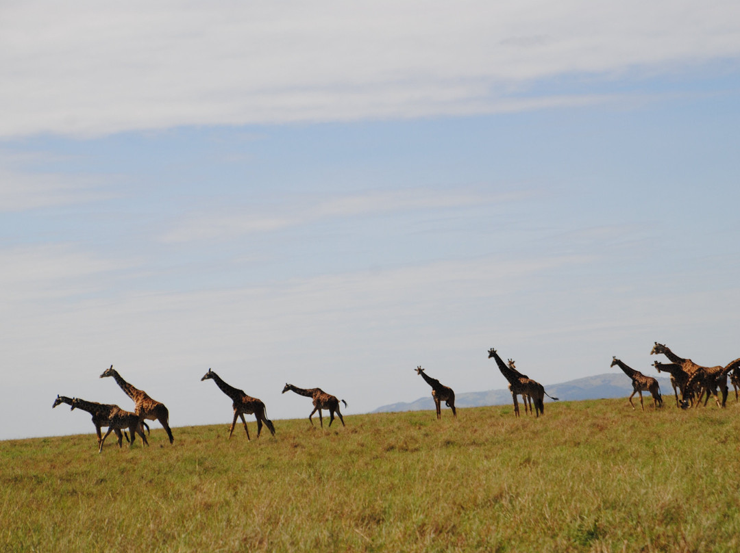 Morningstar Tours and Travel-Syokimau必去景点