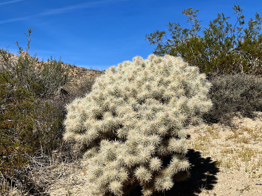 Cottonwood Spring-约书亚树国家公园必去景点