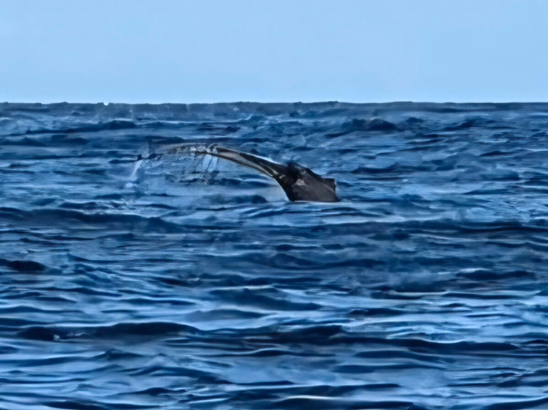 Wild Ocean Tasmania-伊格尔霍克内克必去景点