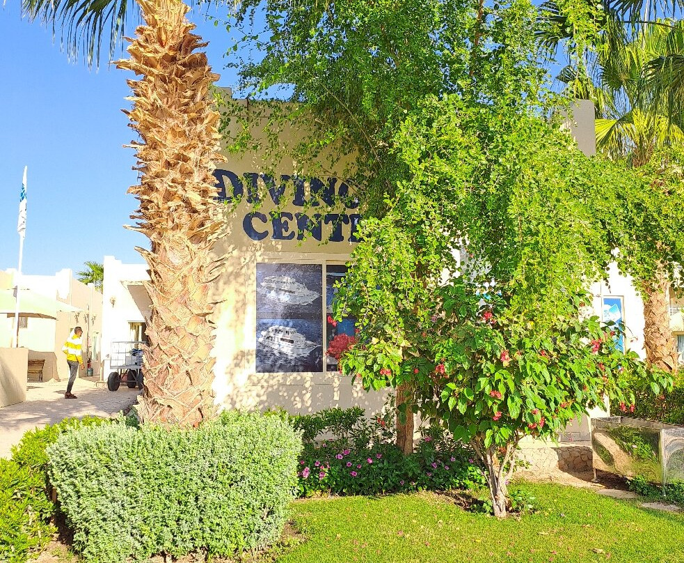 Ducks Diving Safaga-Safaga必去景点