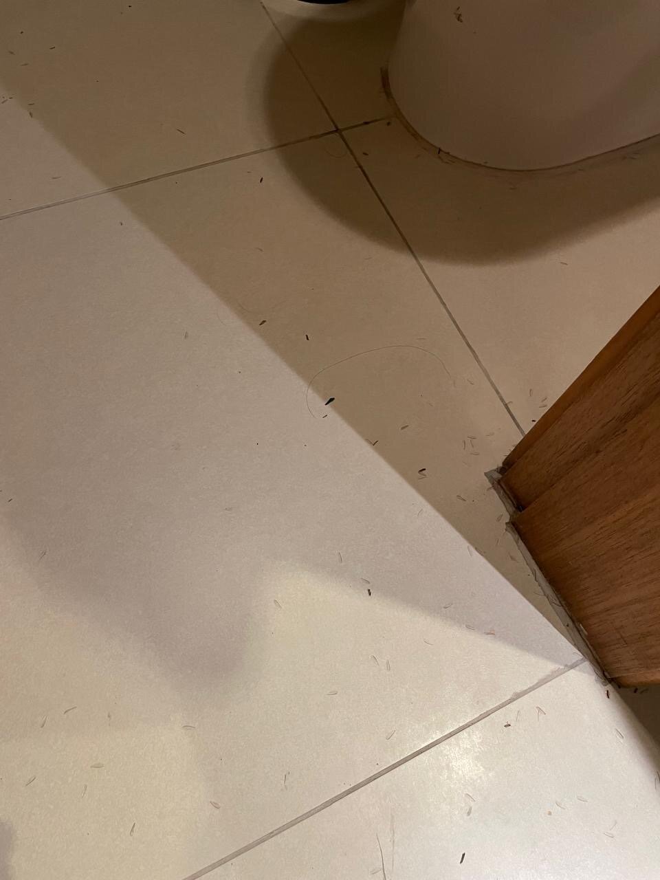 Village Le Canton-官方