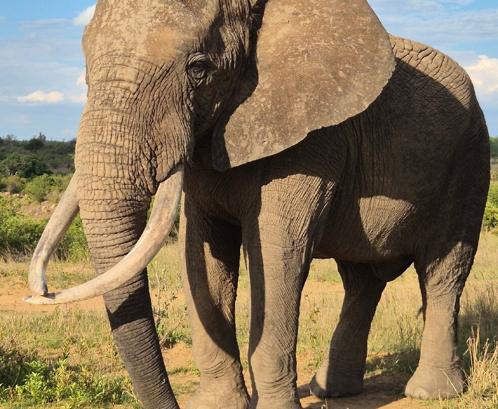 Imire: Rhino & Wildlife Conservation-韦扎必去景点