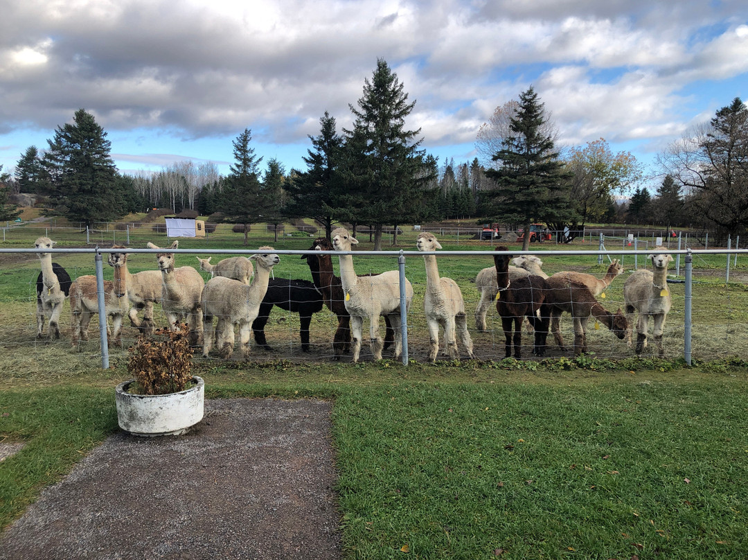 Alpaga Bersi-Saguenay必去景点