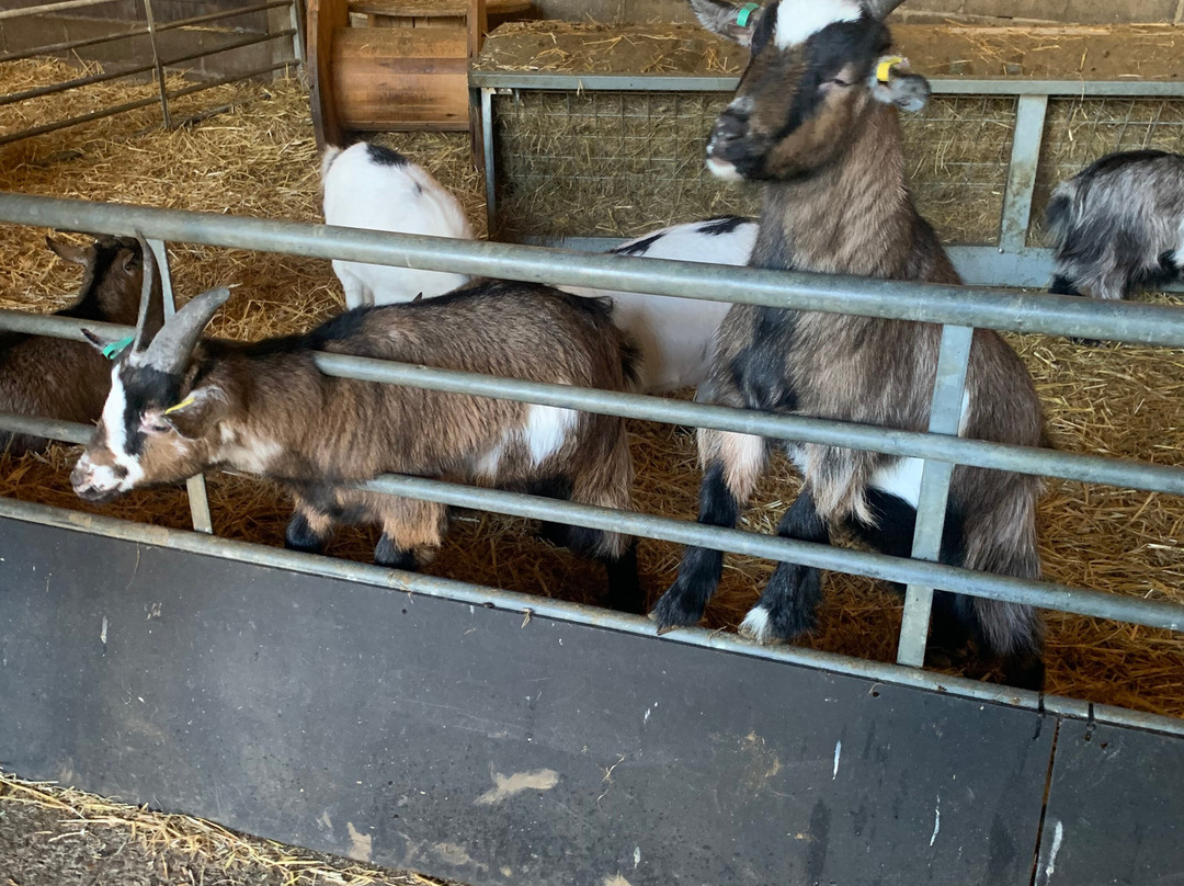 Thrift Farm-Whaddon必去景点