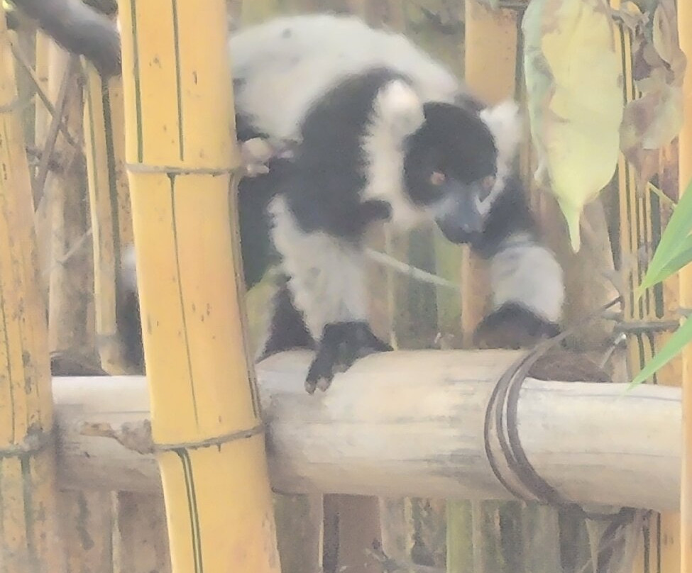 狐猴公园-安塔那那利佛必去景点