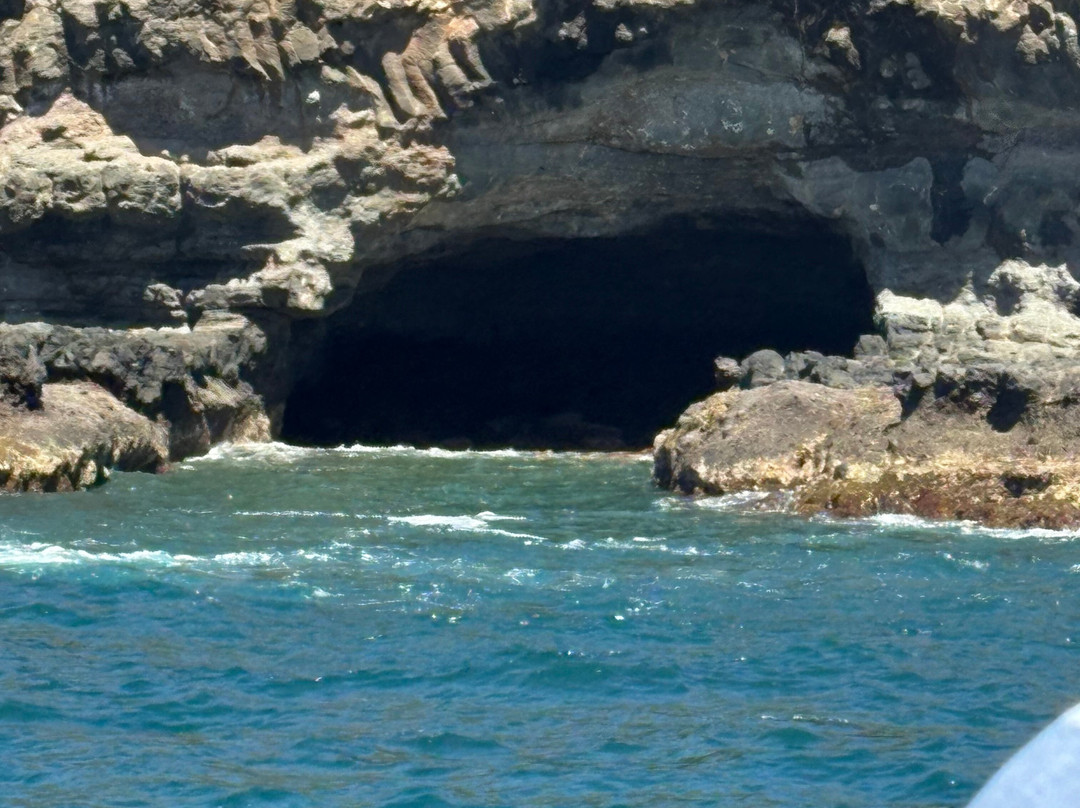 Wildlife Coast Cruises-考斯必去景点