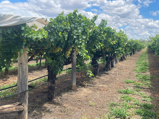 Riversands Winery-St George必去景点