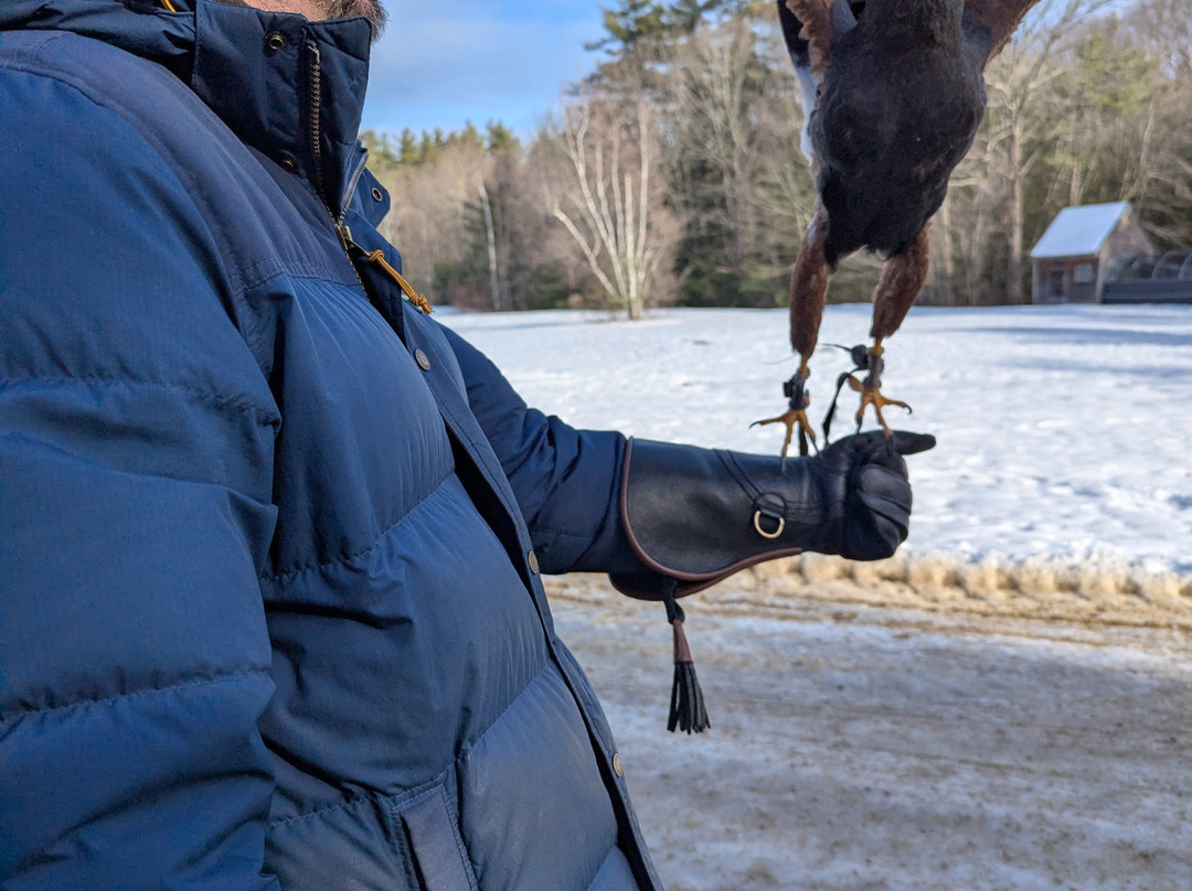 Monadnock Falconry-Temple必去景点