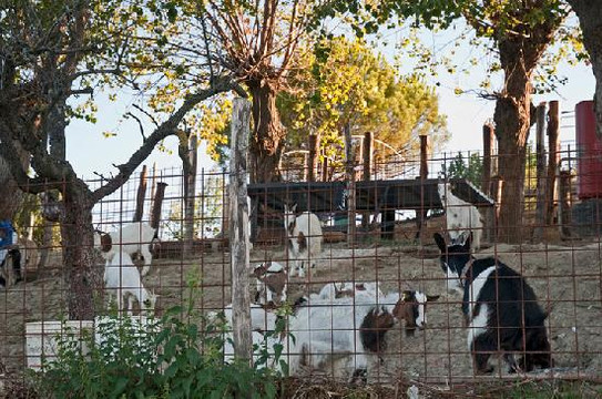 Fattoria il Monte - Alloggio主图