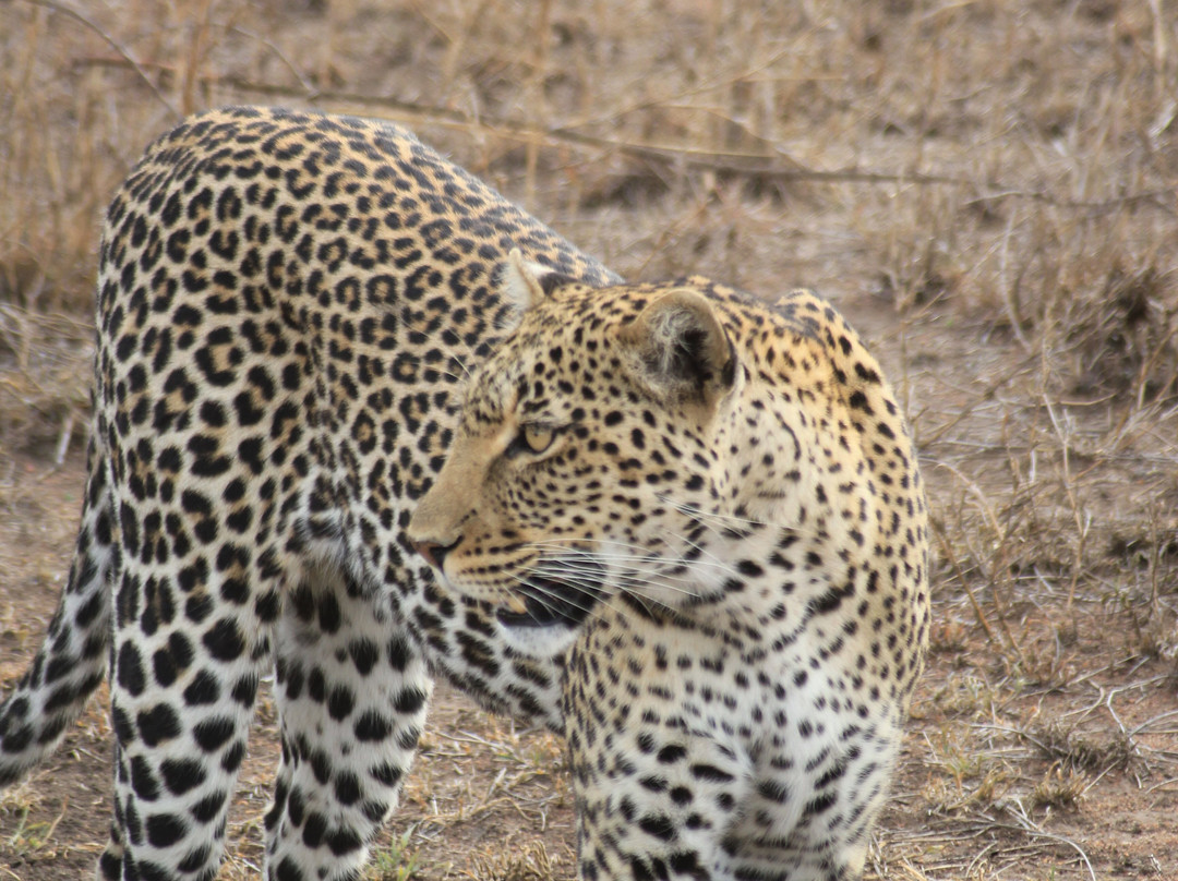 Leopard Tours Limited-阿鲁沙必去景点