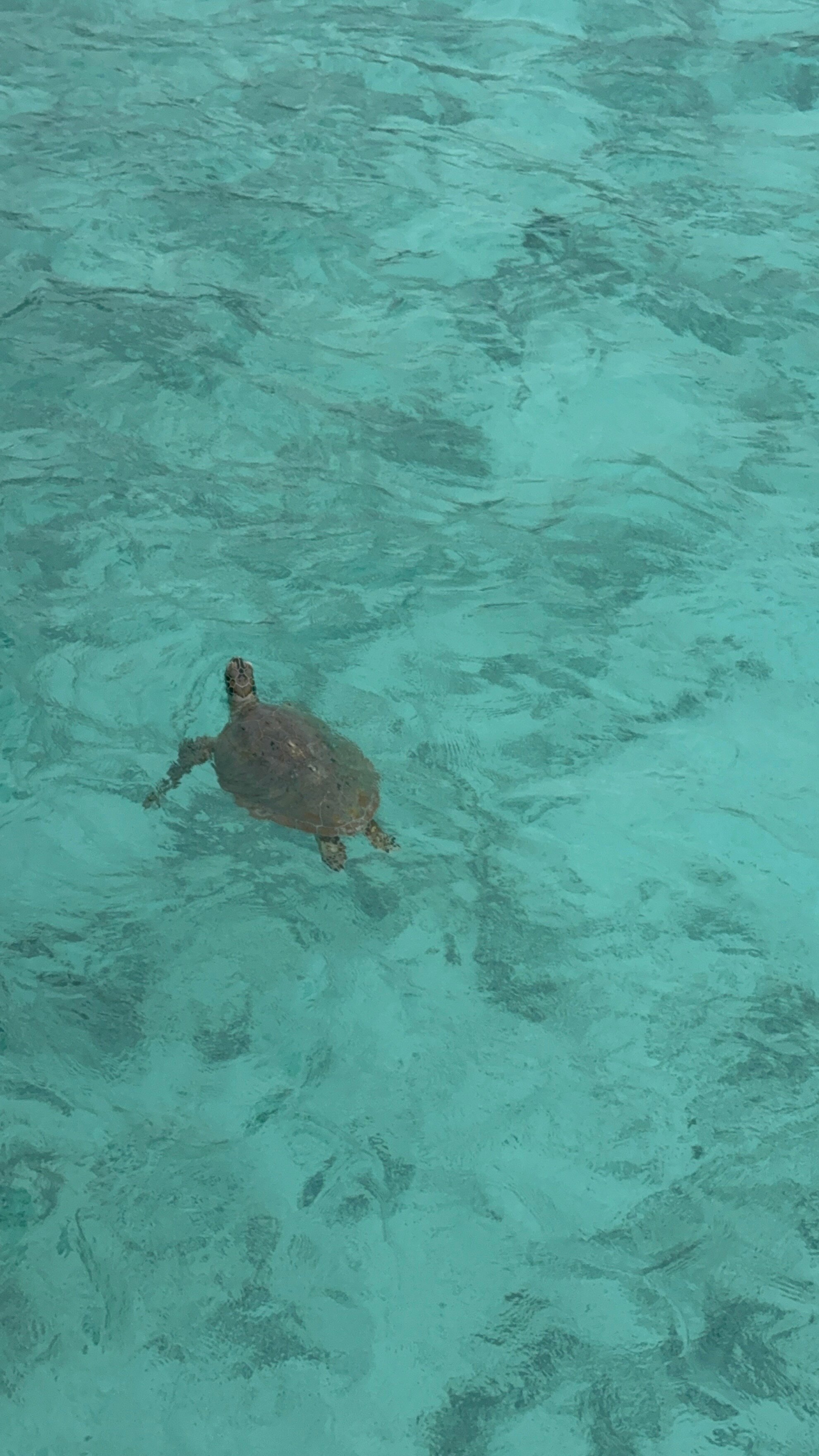伊露海滩温泉度假村-泳池