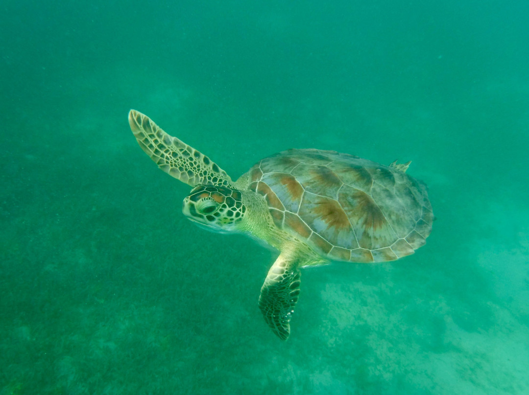 Brewer's Bay-圣 托马斯必去景点
