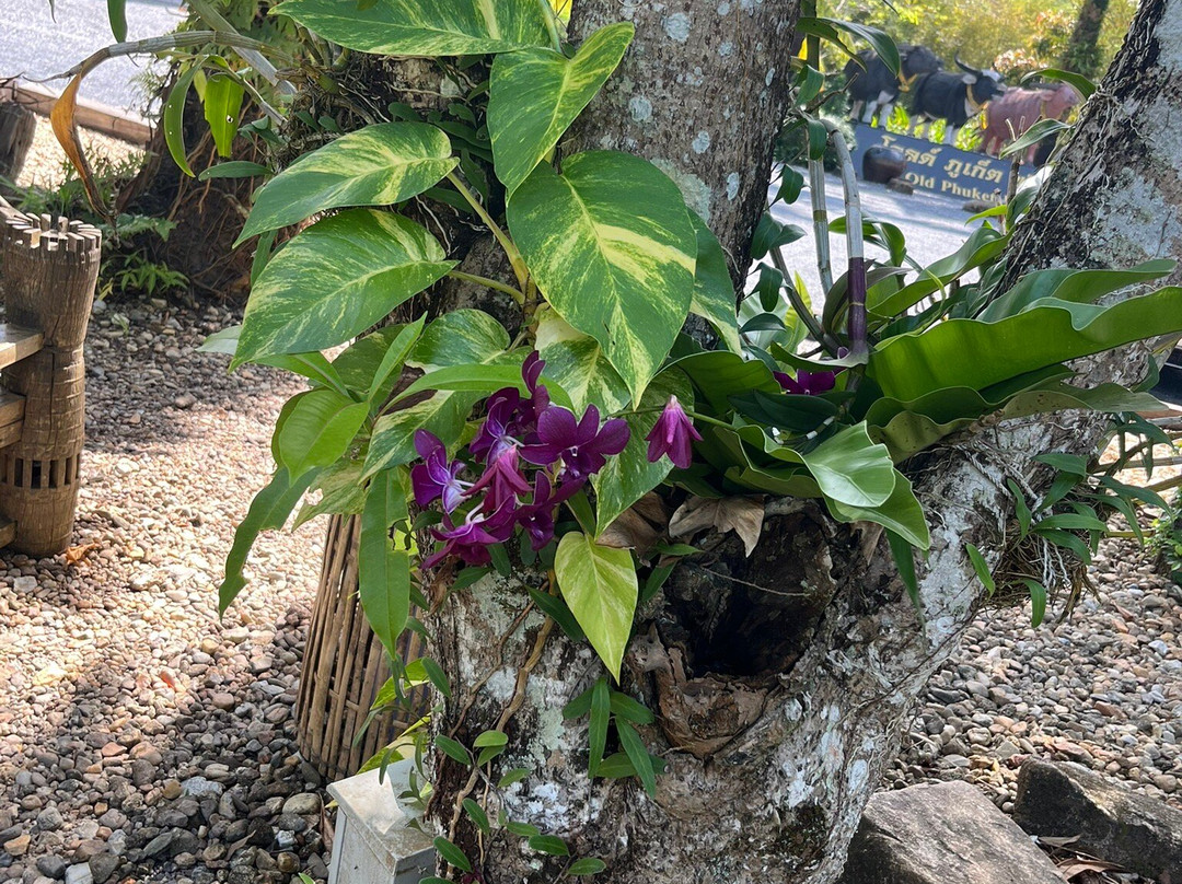 Old Phuket Farm-Thep Krasattri必去景点