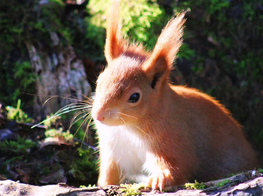 British Wildlife Centre-Lingfield必去景点