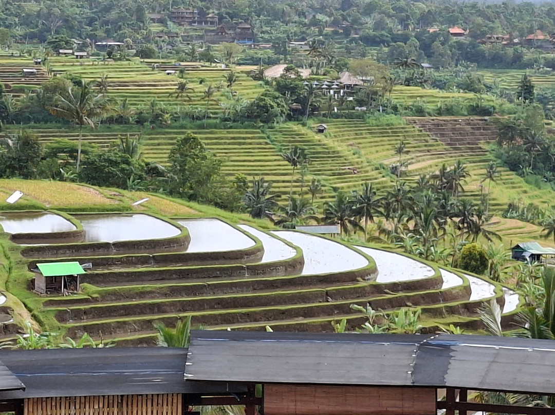 Jatiluwih Cycling & E-bike Tours With Bali By Pedals-达巴南必去景点