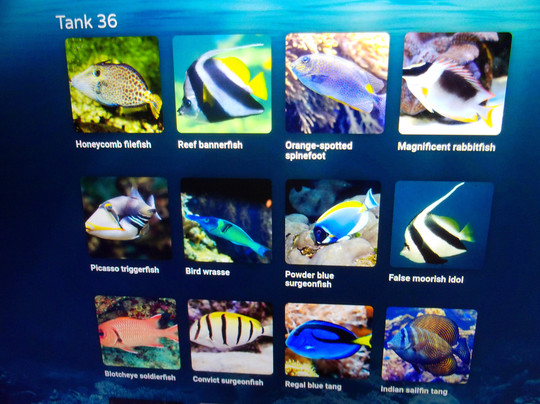 Malta National Aquarium-卡拉必去景点