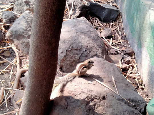 Rajiv Gandhi Zoological Park-浦那必去景点