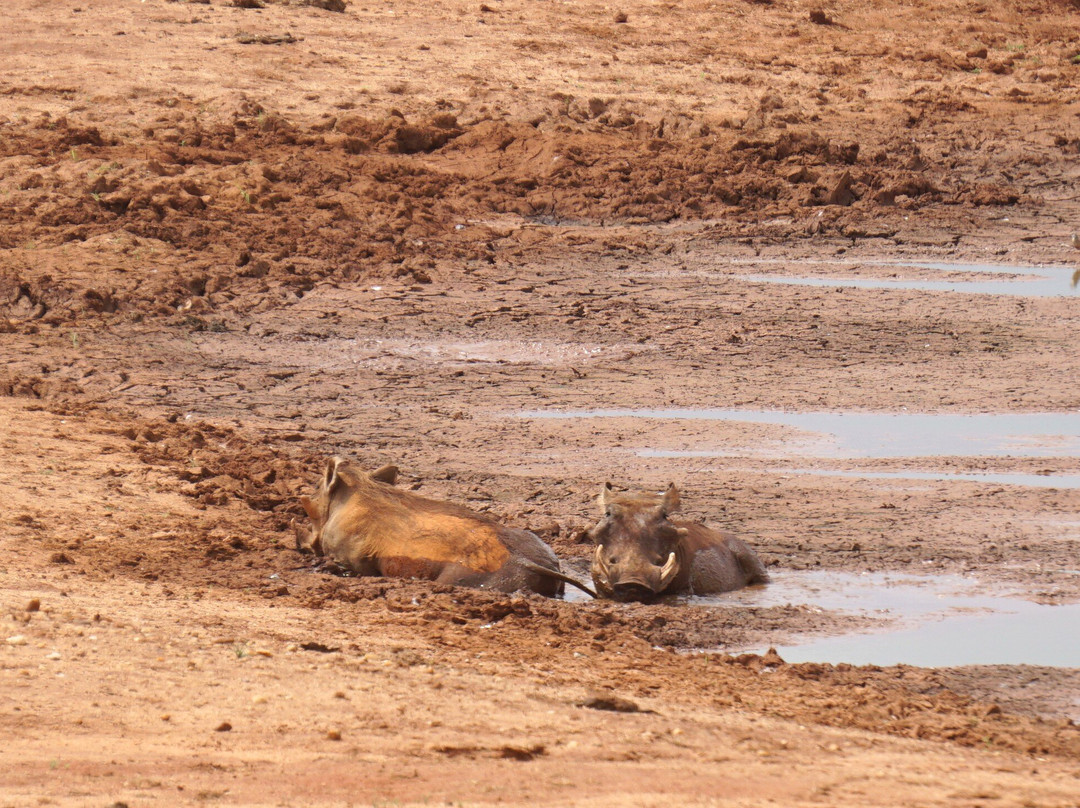 KingTomondo Safaris Kenya-蒙巴萨必去景点